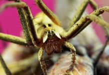 Experimental video by Thomas Blanchard about the insect cycle and flowers.